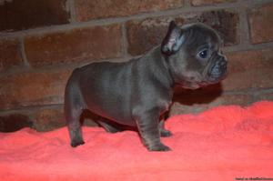 Ujfkgdk Nice French Bulldog Puppies