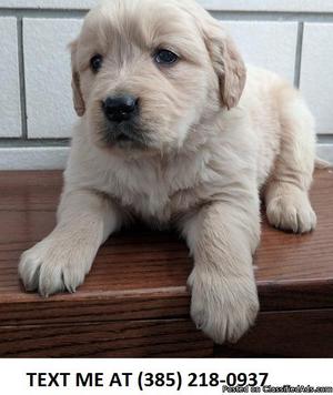 VB%100 Golden retriever puppies for sale