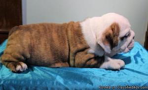 Wrinkled English Bulldog puppies