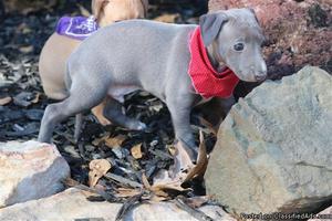 Xjghuthhs Italian Greyhound Puppies For Sale