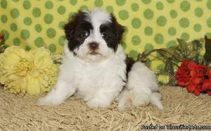 _)*%$ lovely and cute Havanese puppies available
