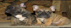 aefaw some French Bulldog puppies available for re homing