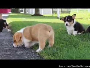 asdvcasd Healthy Welsh corgi puppies available for re homing
