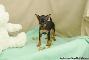 bmte *&%# Healthy Miniature Pinscher puppies available