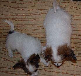 cdfdywt ins Papillon Puppies For Sale