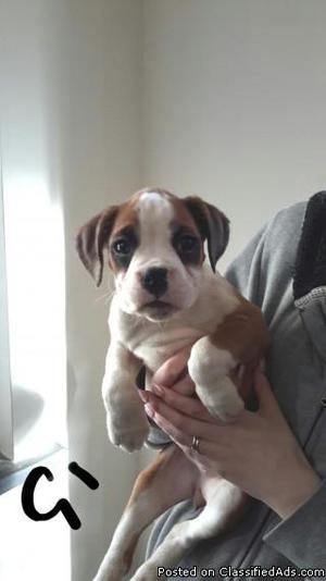 dvsgdrdbs Boxer Pei puppies for sale