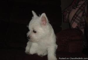 eteryh)_)(pure white gorgeous west highland terrier puppies