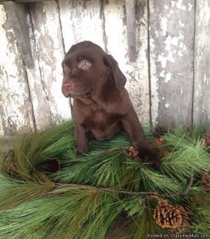 fun loving Chocolate Lab puppy ready to be loved by you.