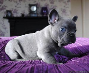 ghdfhhf quality home raised french bulldog puppies available