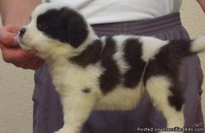 ghrtht_)*&^%$%# cute saint bernard puppies available
