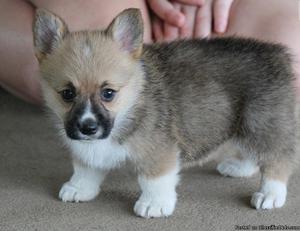 hdf2gd3 perceptive Pembroke Welsh Corgi pups