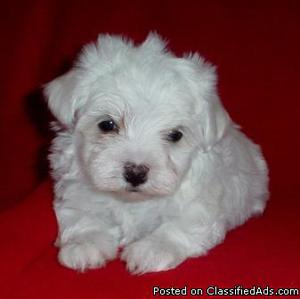 kytr inspiring maltese pups available for kids