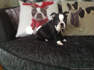 nmdydt (*^)@$ magnificent boston terrier puppies available