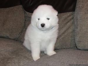 sdjth Samoyed puppies available for re homing