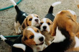 sdvs Healthy Beagle puppies available for re homing