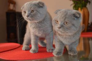 ssfdf Scottish fold Kittens Available