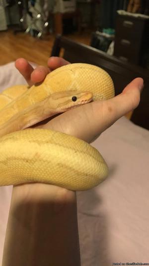 Banana Ball Python