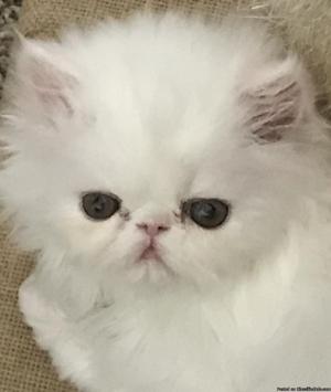 Beautiful white male persian kitten 7 weeks