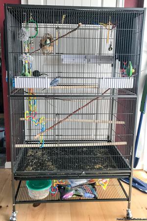 2 parakeets with cage and all