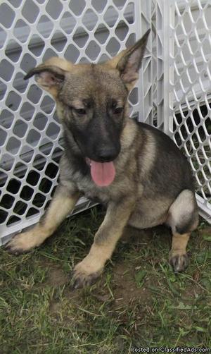 AKC sable german Shepherd puppies