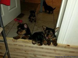 AVAILABLE MICROCHIP YORKSHIER TERRIER PUPPIES FOR SALE