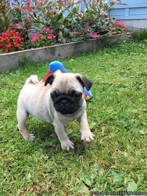 Adorable Pug Puppies now