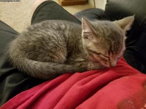 Male Kitten/with first shot and de-worming