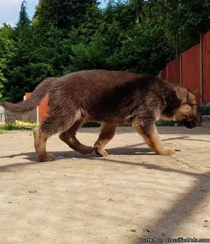 Sweet natured German Shepherd Mix needing a loving home!