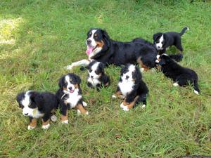 Bernese Mt Dog Puppies