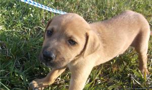Black Mouth Cur Puppies for Sale
