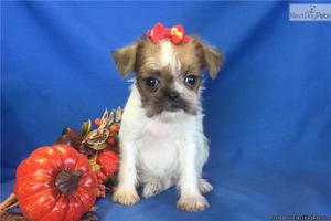 Brussels Griffon Puppies for Sale