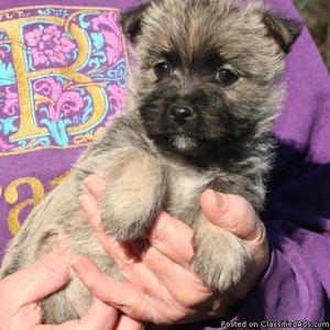 Cairn Terrier Puppies for Sale