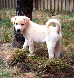 Canaan Dog Puppies for Sale