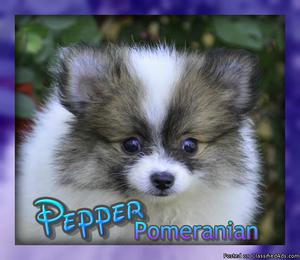 Pepper: Male ACA Pomeranian