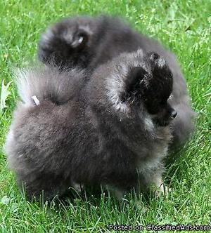 Pomeranian puppies