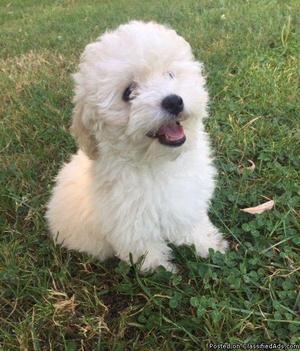 Toy Female Poodle Puppy