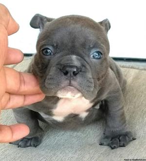 Exotic Bully Female pup.