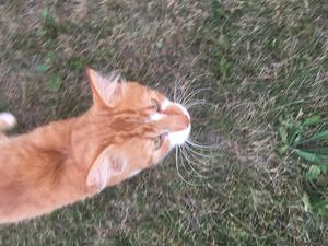 Male cat needs a good home