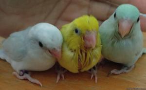Parrotlet babies