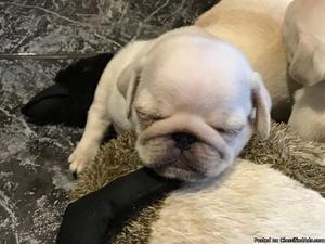 PUG PUPPIES FOR SALE