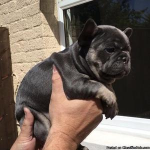 Black and Blue french bulldog puppies for adoption +)