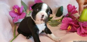 Boston terrier pups