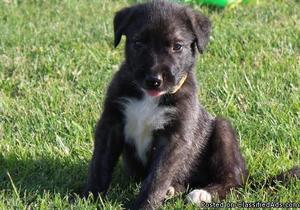 Irish Wolfhound Puppies for Sale