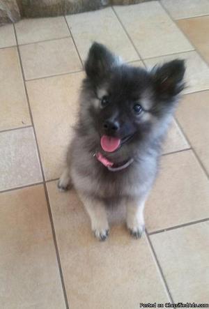 Keeshond Puppies for Sale