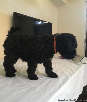 Kerry Blue Terrier Puppies for Sale