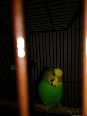 Parakeet for sale