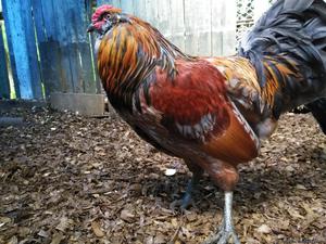 Rooster