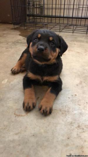 Rotti puppies for sale