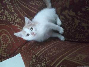 Sweet kitten