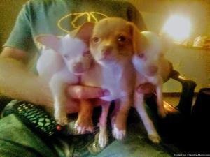 Chihuahua puppies for sale